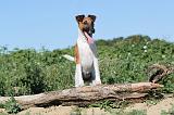 FOX TERRIER POIL LISSE 073